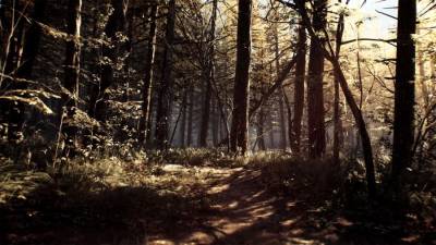 Blair Witch скачать на пк