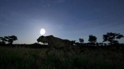 Animalia Survival торрент скачать