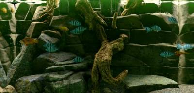 Biotope скачать на пк