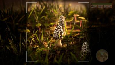 Morels: The Hunt бесплатно скачать на пк