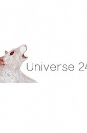 Universe 24